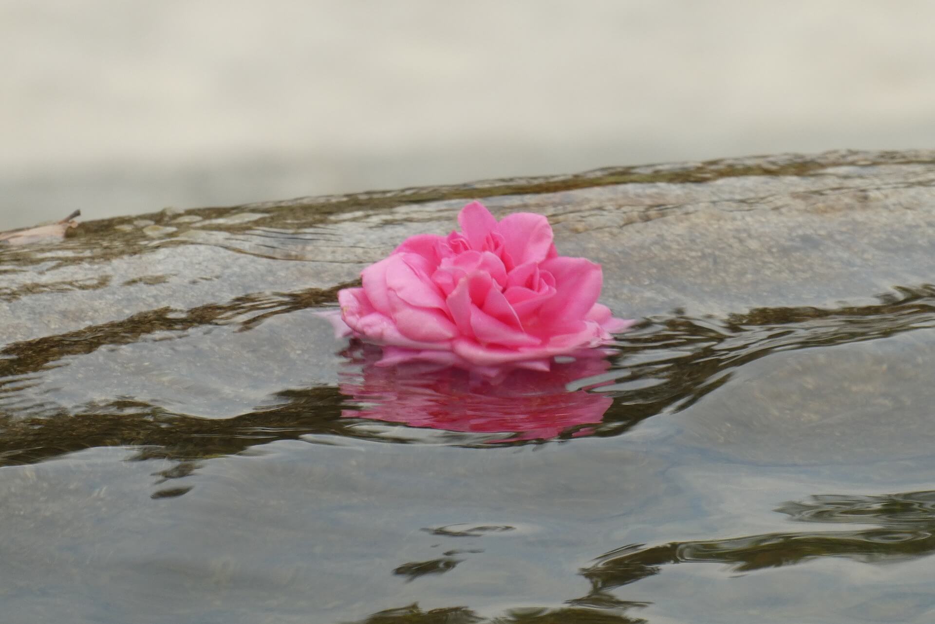 pink flower