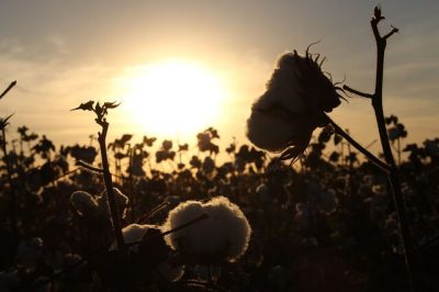 Dicamba Taken Off Market