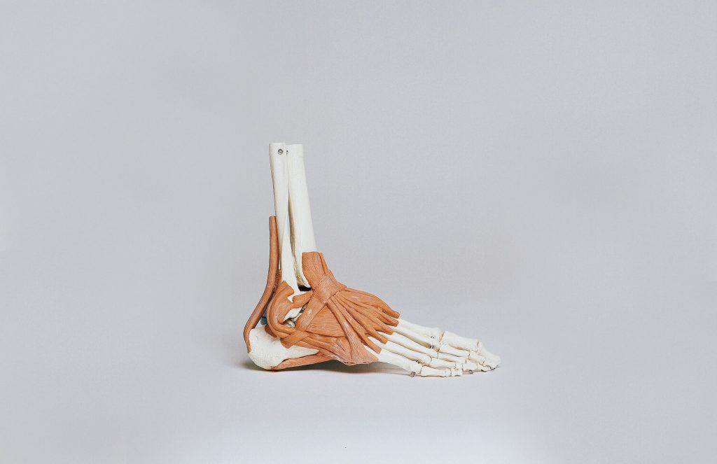 skeletal foot