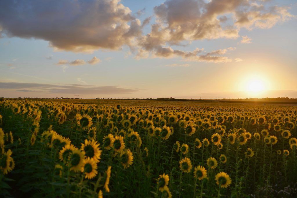 sunflowers