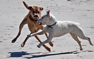 Dogs Fighting