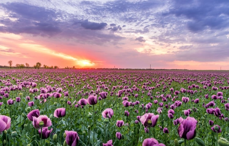 Flower field