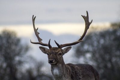 antlers