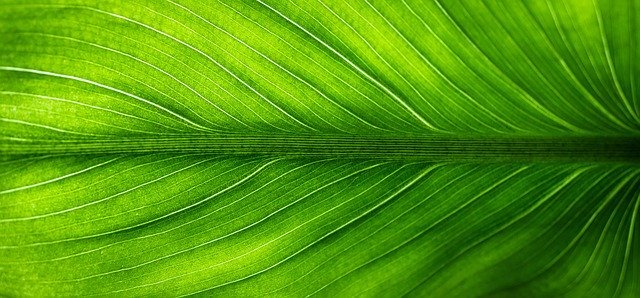 green leaf