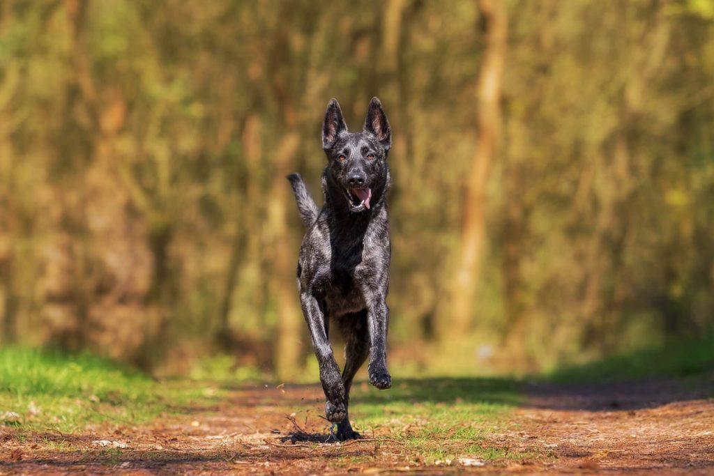 dog running