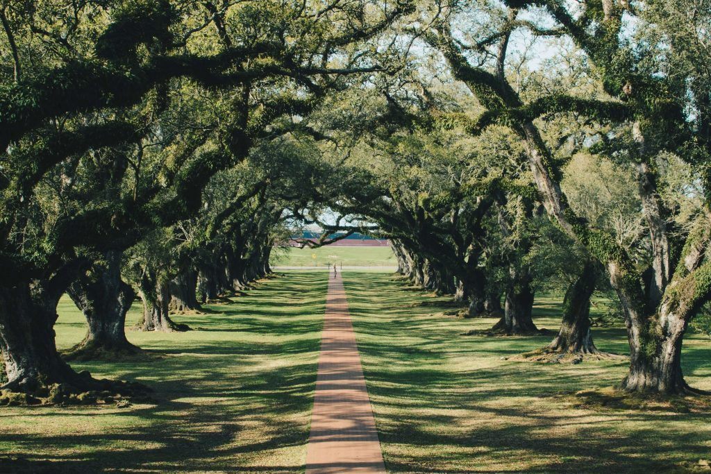 row of trees