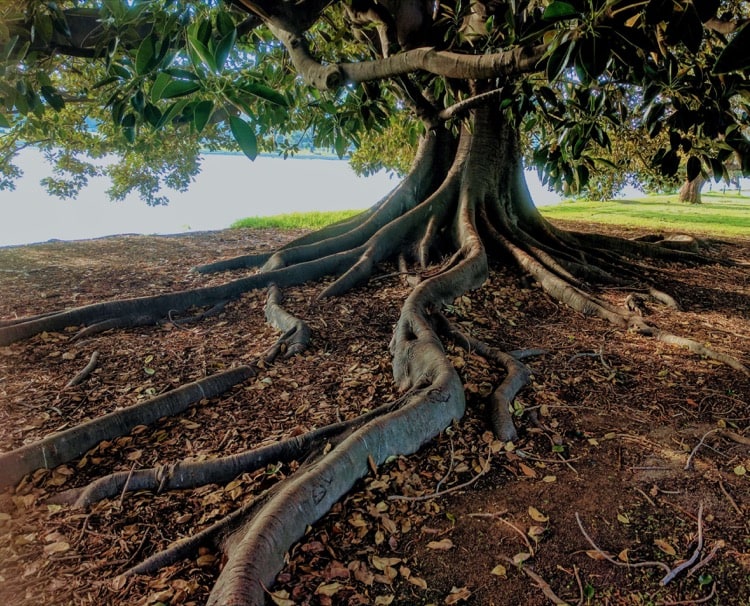 tree roots