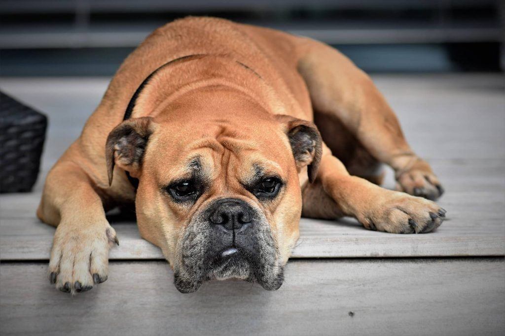 brown dog