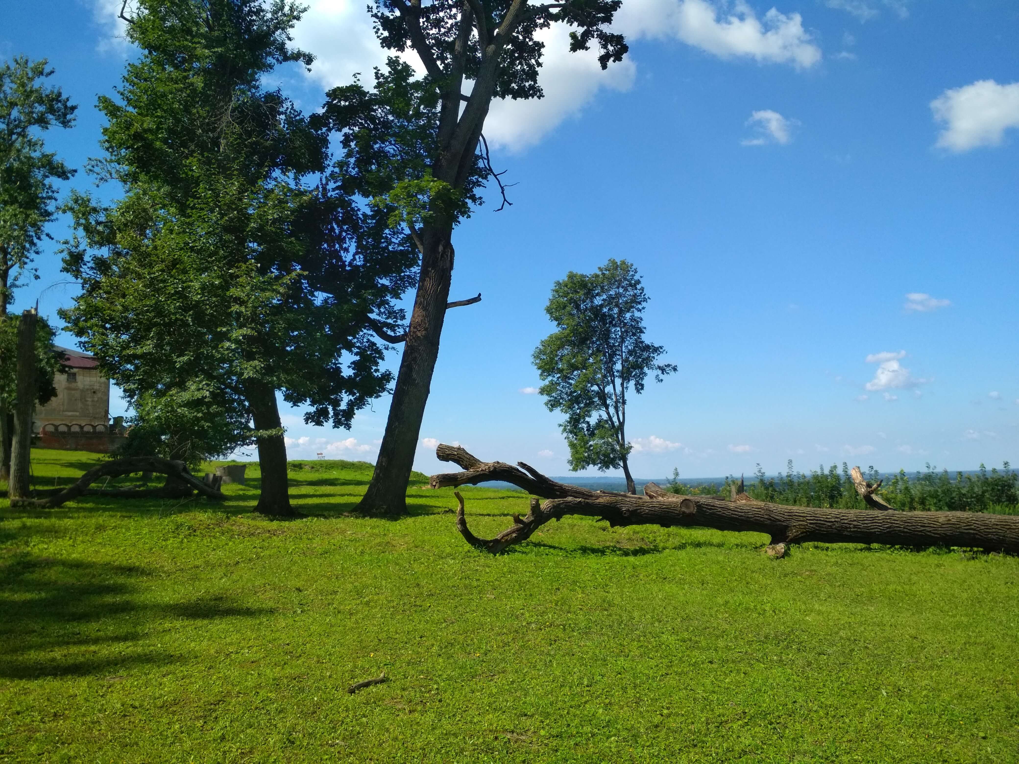 fallen tree