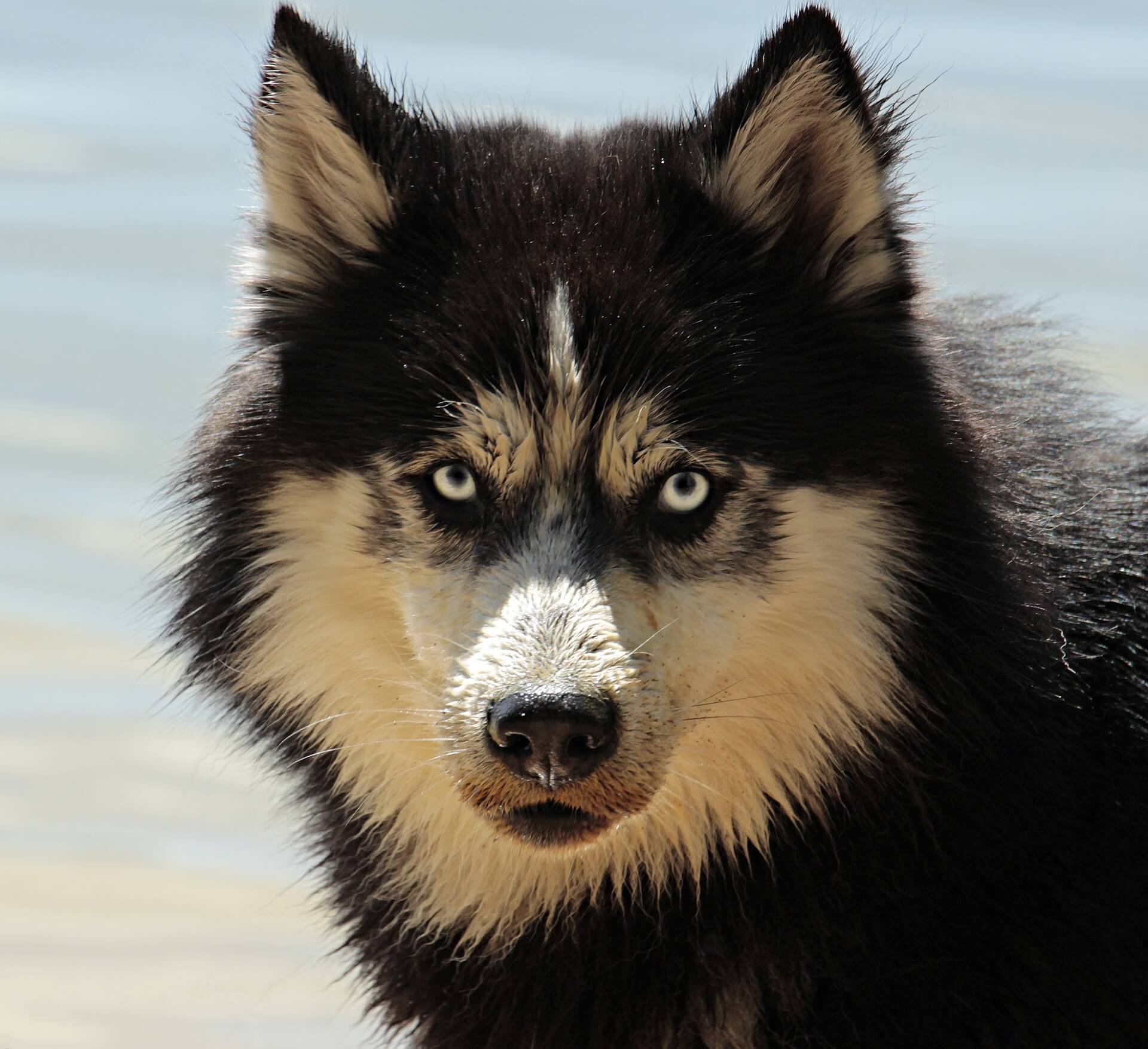 husky